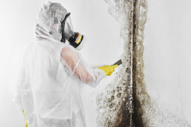 Best Industrial Mold Remediation in Ely, MN