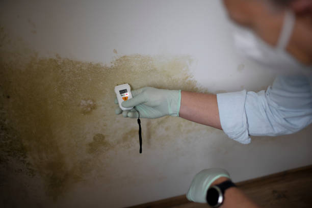 Best Attic Mold Remediation in Ely, MN